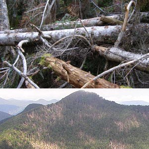 上：伊那荒倉岳近くの登山道　下：倒木の目立つ横川岳